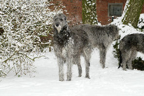 Schnee3_05_2